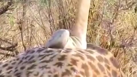 Giraffe knocks down the opponent / giraffe fighting each other