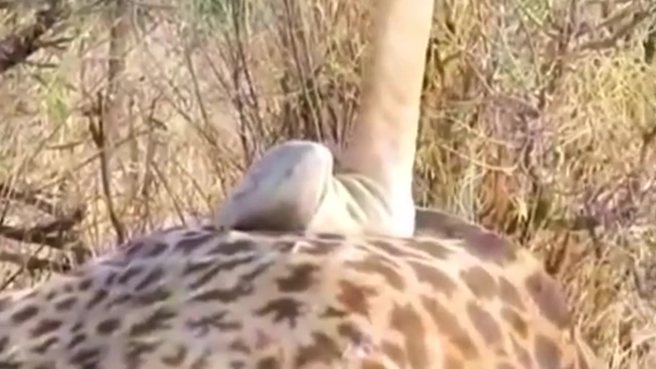 Giraffe knocks down the opponent / giraffe fighting each other