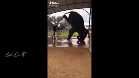 Compilation Des Moments Les Plus Drôles de l'année