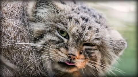Pallas’s Cat: The Original Grumpy Cat