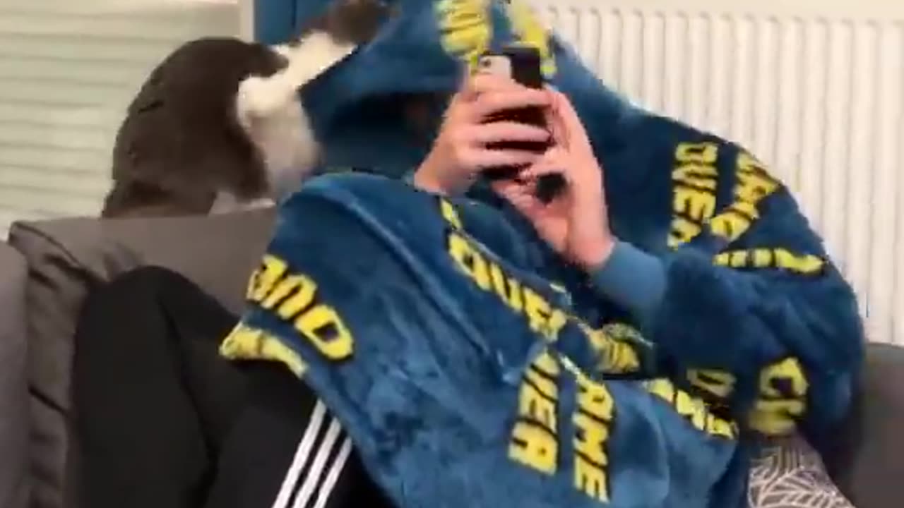 Animal