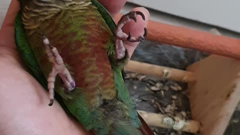 the conure lying down with his belly up