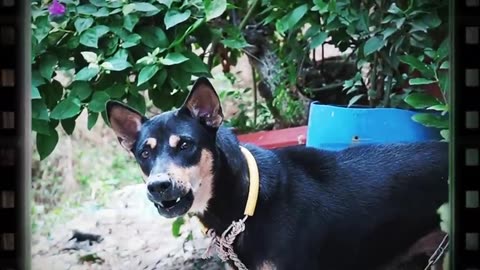 How Dog Reacts When Seeing Stranger 31 - Running, Barking? | Viral Dog