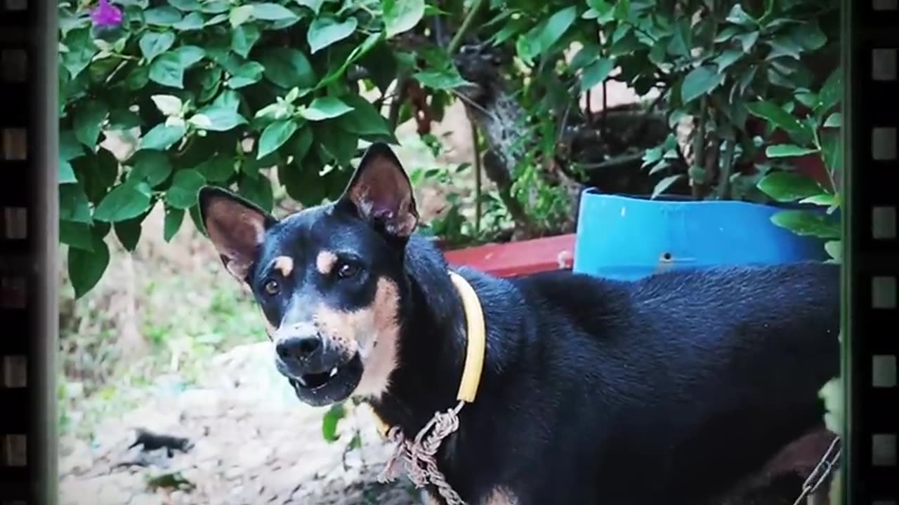 How Dog Reacts When Seeing Stranger 31 - Running, Barking? | Viral Dog
