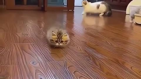 Rani cat