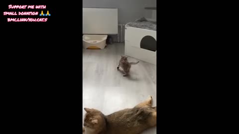 Funniest Cats and Dogs Videos