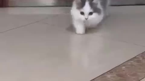 The Ultimate Cute Cat Compilation