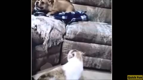 Dogs and Cats Very Funny Videos
