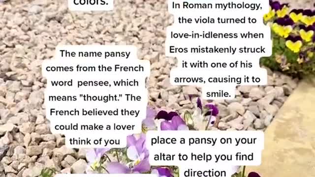 the magickal properties of the pansy 😍