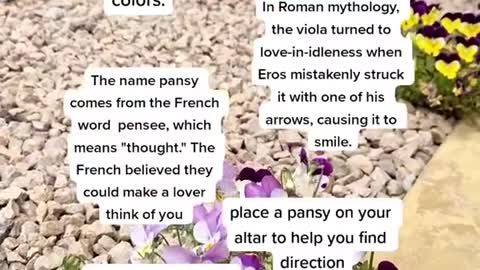 the magickal properties of the pansy 😍