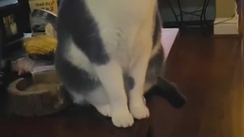 Funny Animals