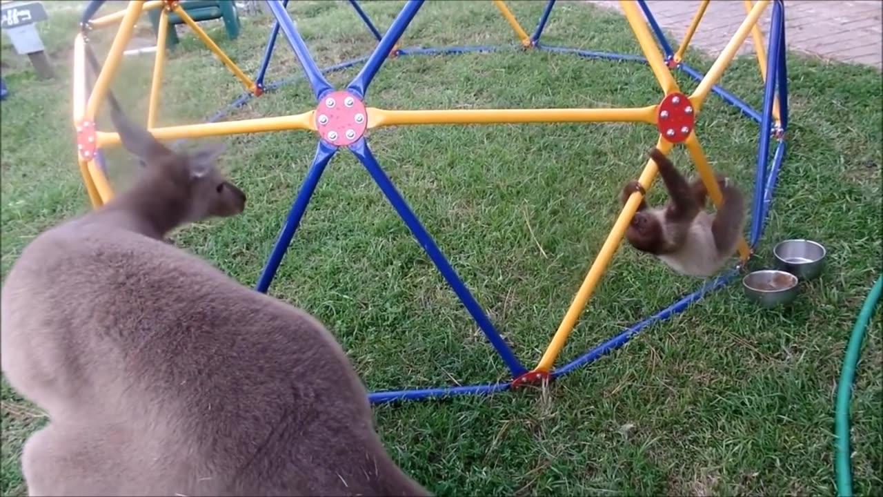 Baby Sloths Being Sloths - FUNNIES