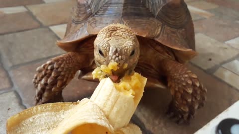 Sulcata Tortoise Eating Banana (Sulaiman) - Hand Feeding-18