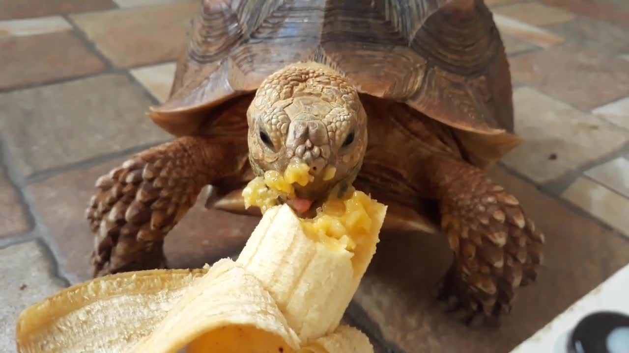 Sulcata Tortoise Eating Banana (Sulaiman) - Hand Feeding-18