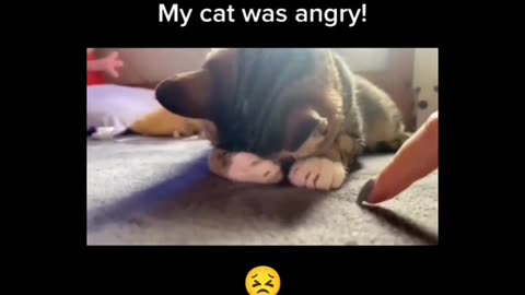 Cat was angry