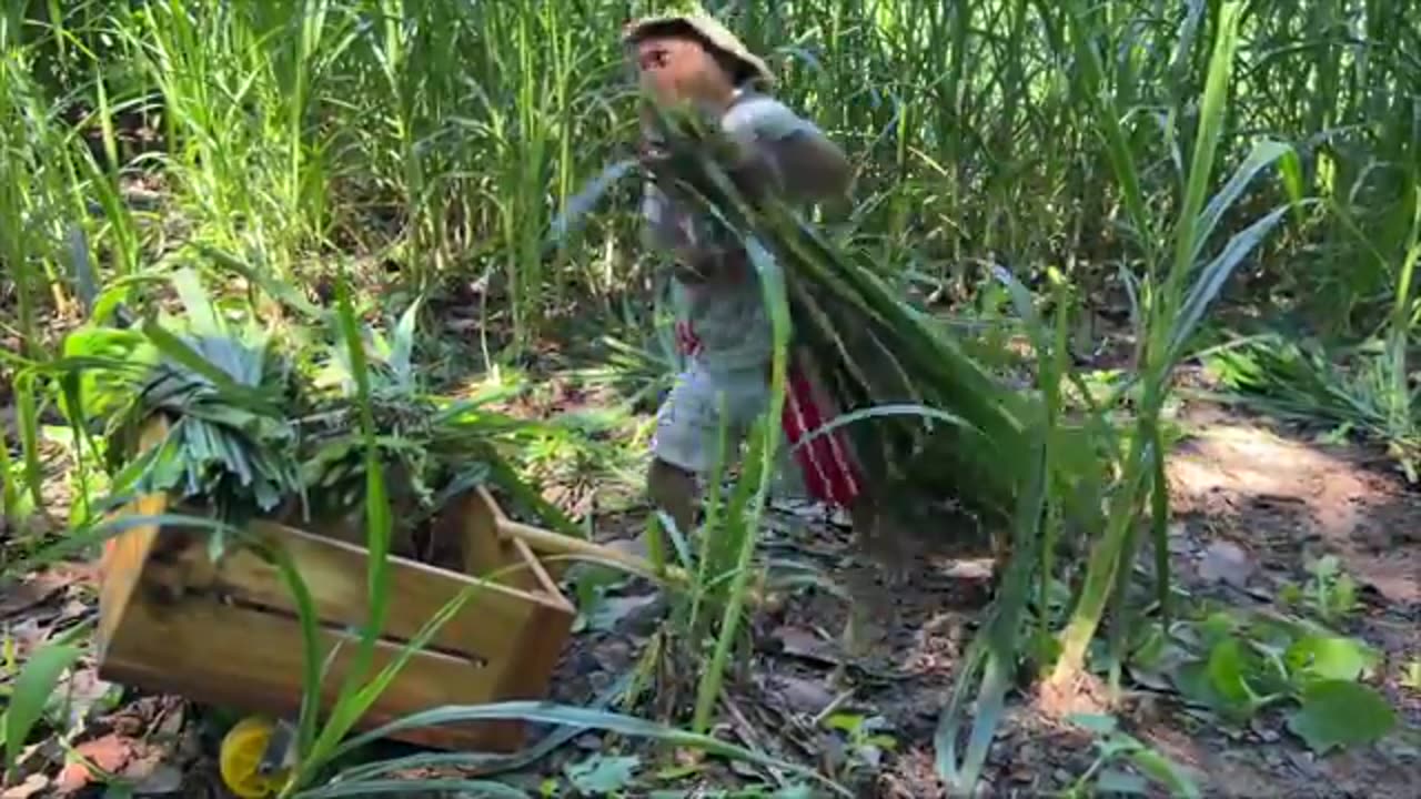 CUTIS farmer secretly takes care of cows in the most surprising special way!