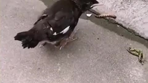 Young Bird Wants Food to Jump in Its Mouth