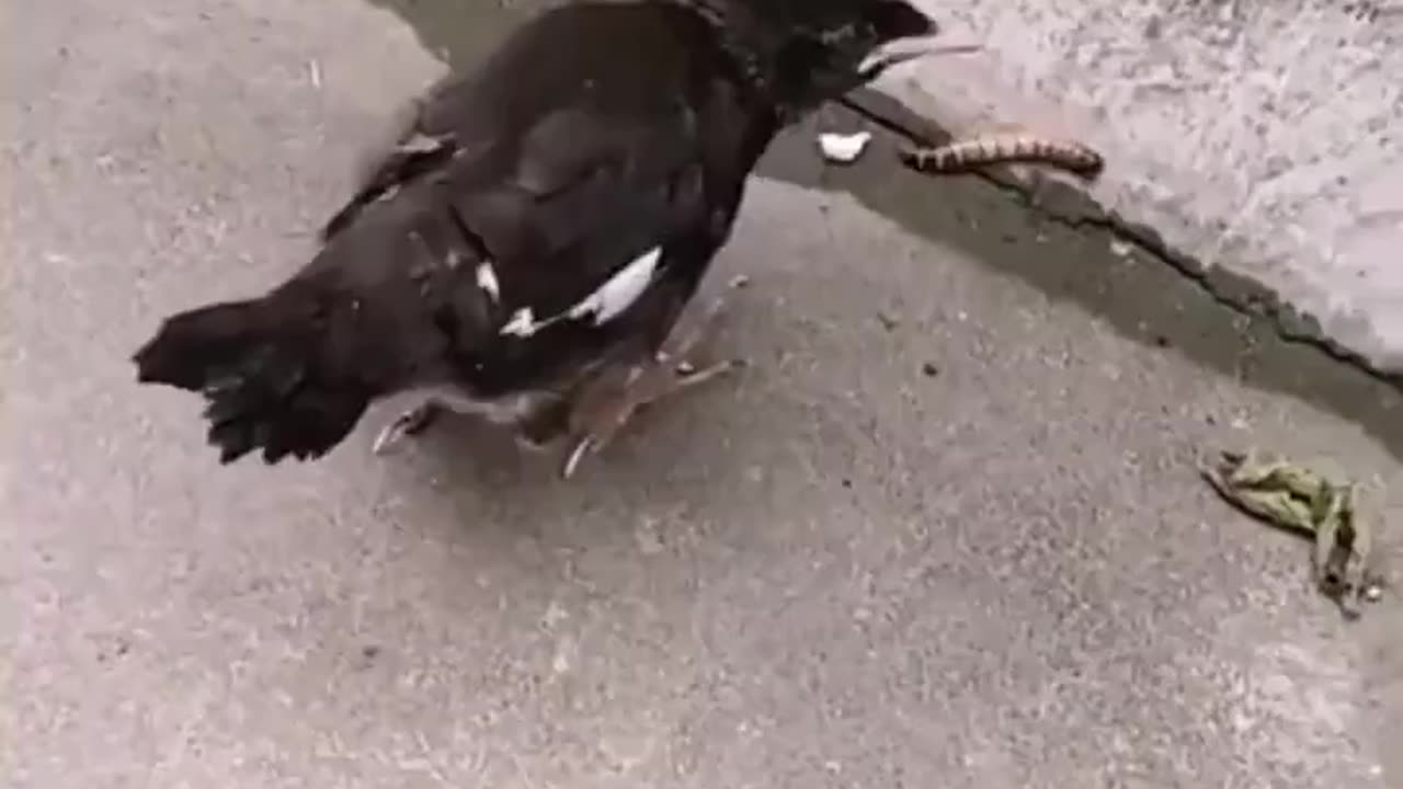 Young Bird Wants Food to Jump in Its Mouth