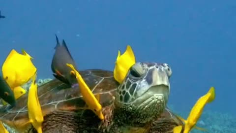The turtle cleaning Station is a very specific outcrop