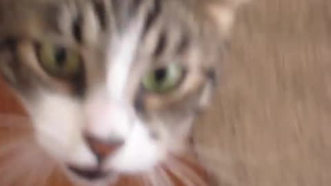 Cat Attacks Owner After Caught Playing with Toy