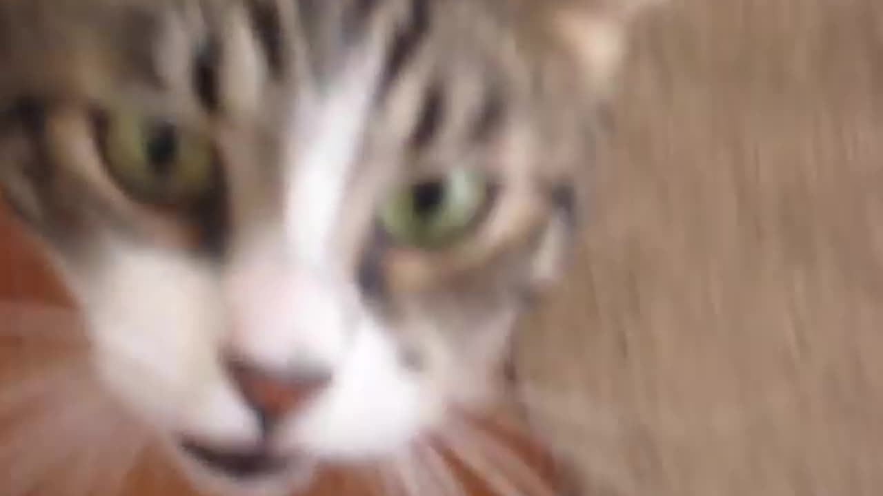 Cat Attacks Owner After Caught Playing with Toy