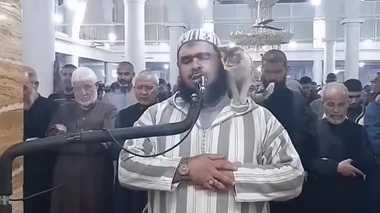 The cat enters the mosque, jumps on the imam's shoulders and kisses his face || Cat Reacts to Imam
