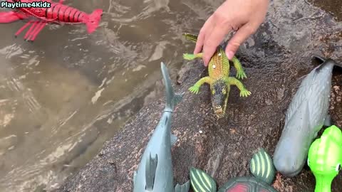 Water Toys This Summer at the Shore