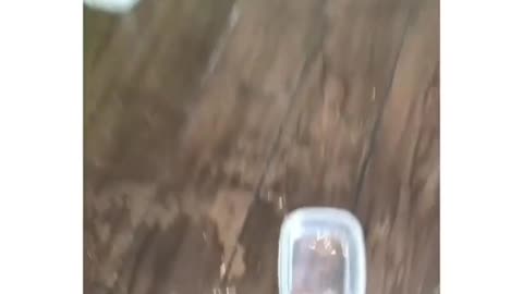 when the dog plays in the water