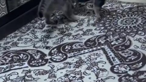Funniest Animal in 2023
