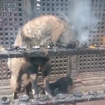 Episode #29 Goat Smoke Viral Video