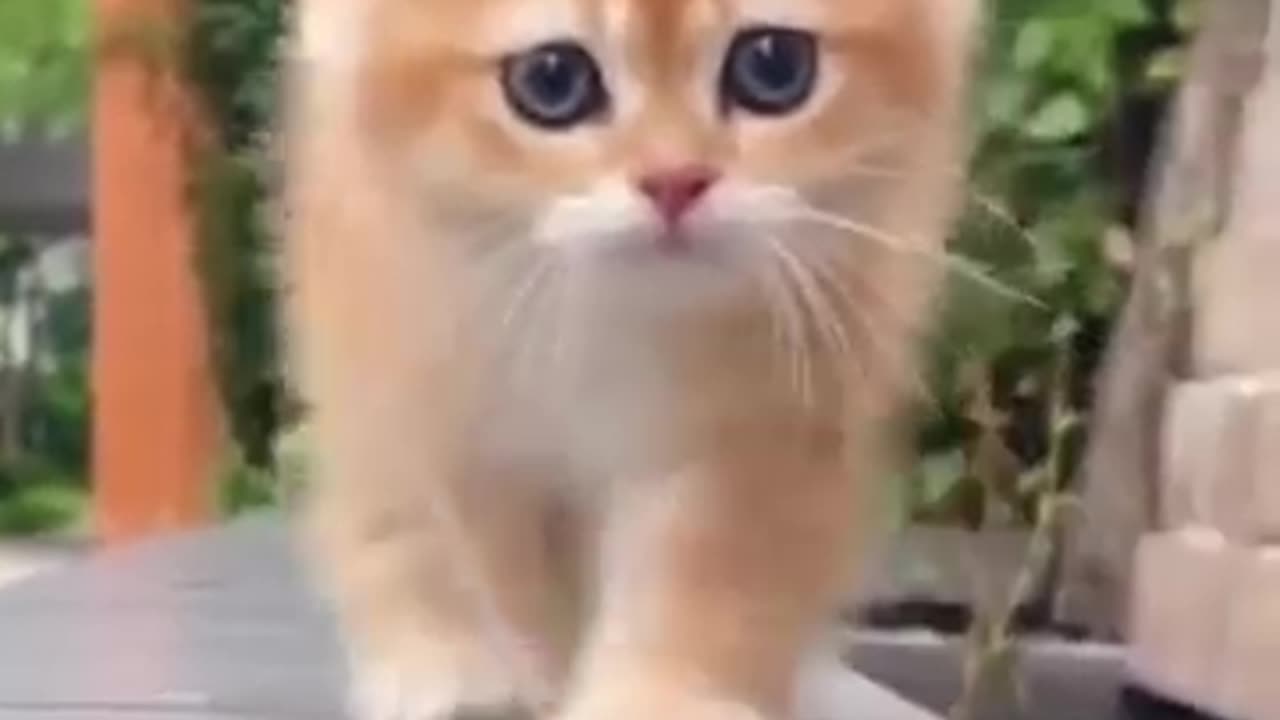 Cute kitten