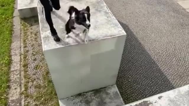 😁 Happy and Fun Dogs Part 4 - These Funny Dogs Will Make You Laugh In 10 Seconds 😁