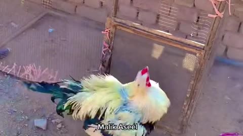 A rooster is attacking a hen in a cage