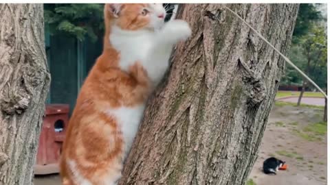 wow so funny cat #shorts #trending #tiktok #cat #video #shortsfeed #viralshort #shortfeed