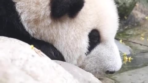 huahua panda！