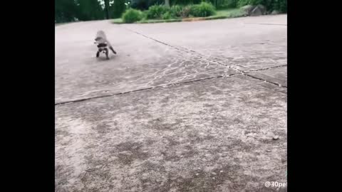 AWW Animals SOO Cute! Cute baby animals Videos Compilation cute moment of the animals