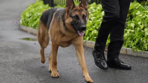 Biden's dog is no longer at the white house after the bitting incident