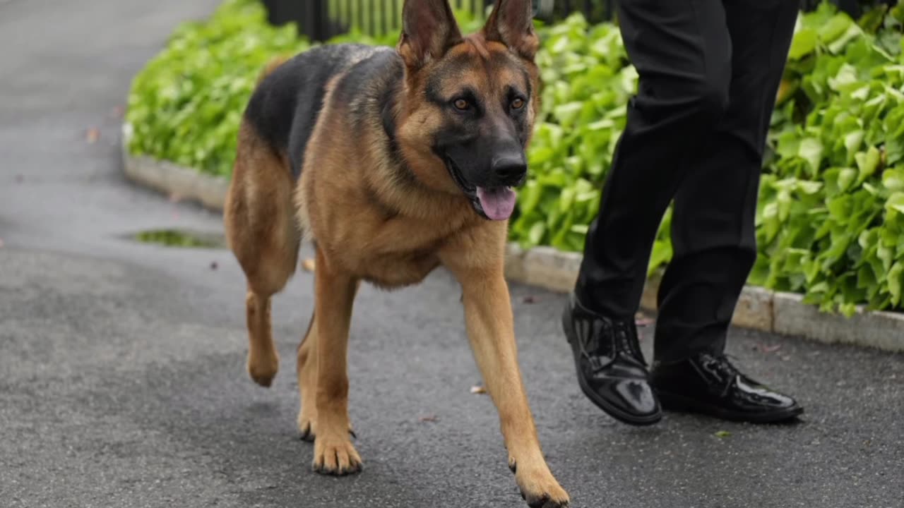 Biden's dog is no longer at the white house after the bitting incident