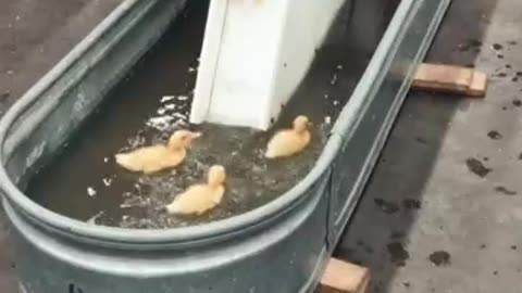 A ducky slide!