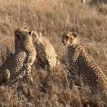 Cheetah Family in Action: Catching Prey and Playing Together