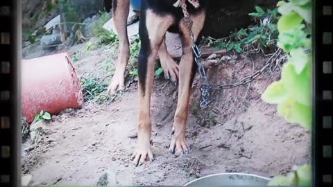 How Dogs React When Seeing Stranger 1