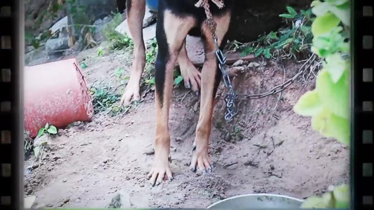 How Dogs React When Seeing Stranger 1