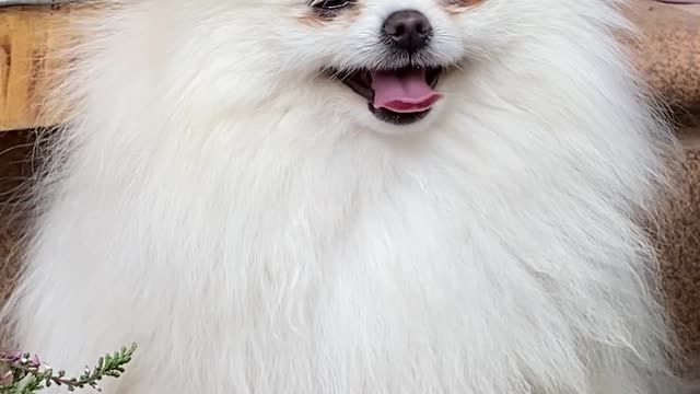 Little dog funny moments!!!!