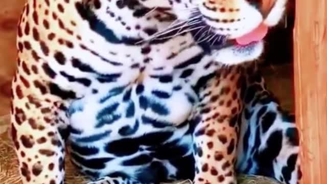 Do you think the leopard print on a leopard looks good?