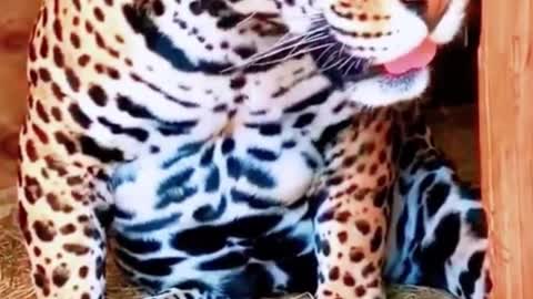 Do you think the leopard print on a leopard looks good?