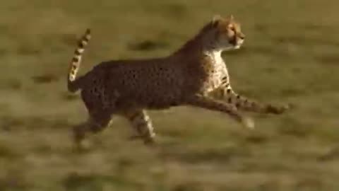 WORLD'S FASTEST ANIMALS FAIL!