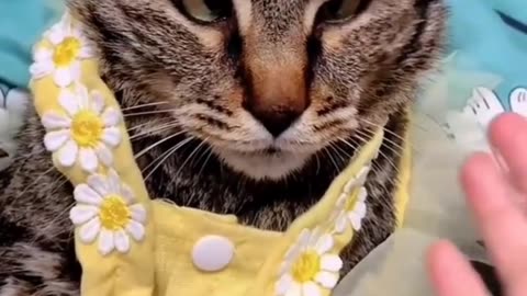 Funny cats and dogs videos😇 Funniest animal videos🎥#shorts #short #trending