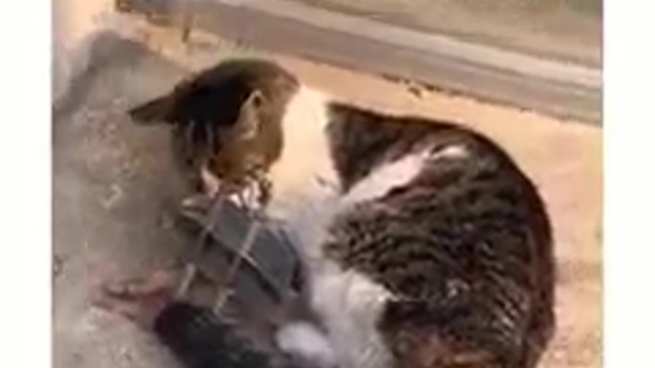 Emoshanal Cate video