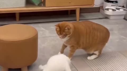 2024Laugh Funny Cats Videos Latest Funny Shorts part 211 😺😂😂