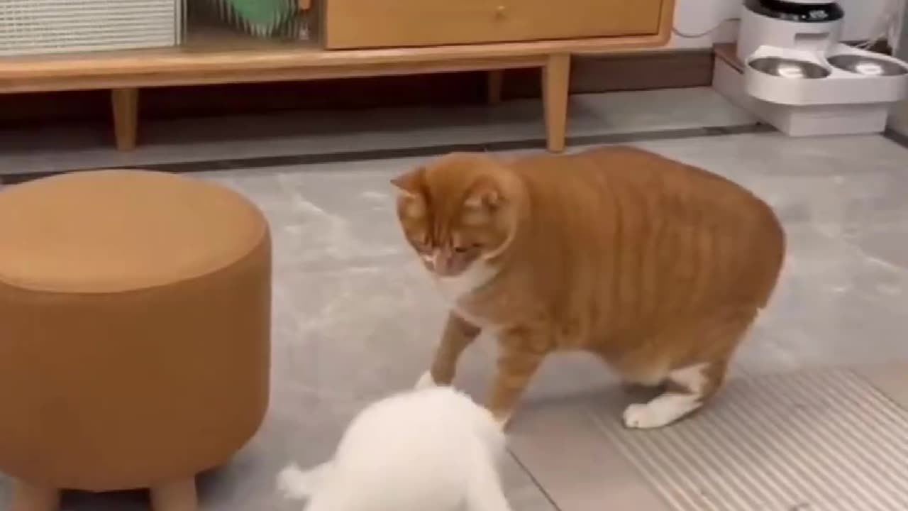 2024Laugh Funny Cats Videos Latest Funny Shorts part 211 πΊππ